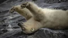 Белый медведь безо льда