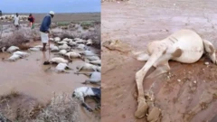 Loon, Re'ee, Hoolaa, Gaalli horii sababa rooba cimaa dhumaniidha