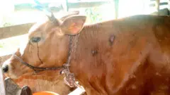 लम्पी स्किन रोगबाट प्रभावित गाई