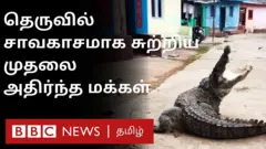 தெருவில் சாதாரணமாக சுற்றிய முதலை - அதிர்ச்சியில் கிராம மக்கள்