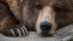 File photo of a brown bear at Madrid Zoo