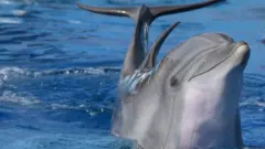 dolphine
