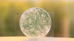 Meso iz laboratorije od modfikovanog ječma