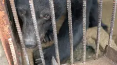 사육 반달곰
