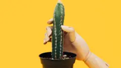 Рука тримає кактус