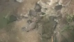 हात्तीको बथानको एकै चिहान