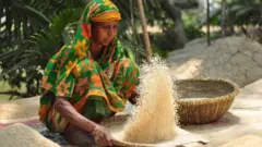 ধান সিদ্ধ করে রোগে শুকিয়ে চাল তৈরি করেন গ্রাম বাংলার নারীরা