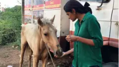గుర్రాలు, హైదరాబాద్
