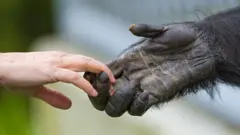 Una mano humana toca la mano de un mono.