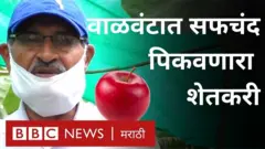 गुजरातमधल्या कच्छ येथील वाळवंटातून आता लवकरच सफरचंद मिळणार आहेत.