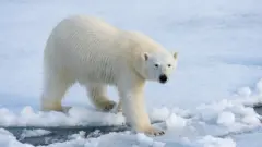 Белый медведь