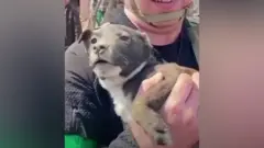 Щенок