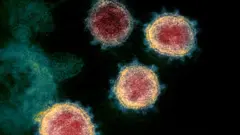 SARS Cov-2 a través del microscopio.