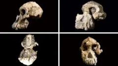 Skulls