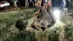 Giwar da ta fada rijiya a Indiya