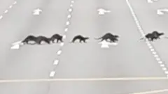 Vidre na pešačkom prelazu