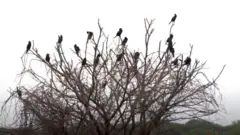 கரைவெட்டி பறவைகள் சரணாலயம்