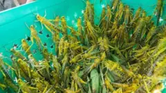 Muri rusange, uruzige rushobora kwangiza ibihingwa bishobora gutunga abantu 2,500 ku mwaka, nkuko bitangazwa na FAO