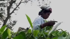 అస్సాం టీ