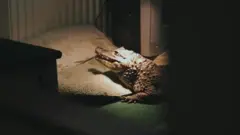 ယူကေက ထူးခြားတဲ့ အိမ်မွေးတိရစ္ဆာန်များ