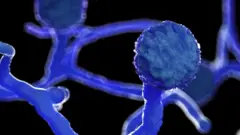 عامل بیماری زای قارچ سیاه