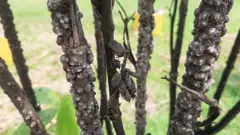 লাক্ষা চাষ