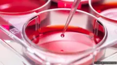 Les cellules de la WI-38 n'ont jamais été limitées, ce qui signifie qu'elles pouvaient être partagées librement avec des scientifiques du monde entier