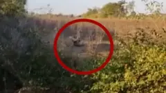 शेरनी