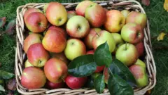 Яблоки в плетеной корзине.