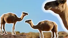 kamile