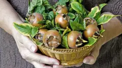 medlar, buah medlar, Eropa