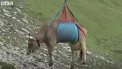 गाय