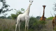 White giraffes