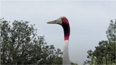 सारस