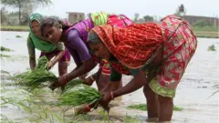 ખેતીકામ