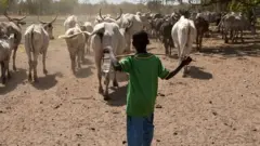 Wani yaro Bafulatani tare da shanunsa