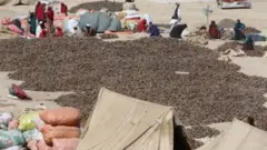 زڼغوزي