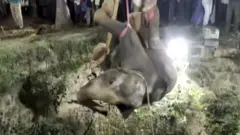 हात्ती