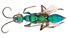Ampulex
