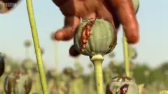 opium in Afghanistan