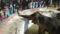 सबसे अकेला हाथी