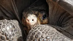 A specimen of the giant Galapagos tortoise Chelonoidis phantasticus, thought to have gone extinct about a century ago, is seen at the Galapagos National Park on Santa Cruz Island in the Galapagos Archipelago, in the Pacific Ocean 1000 km off the coast of Ecuador, on February 19, 2019.
