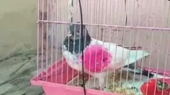 கூண்டில் அடைக்கப்பட்டுள்ள புறா