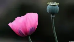 अफ़ीम
