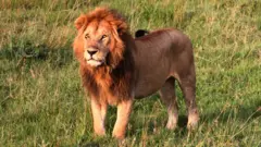 Kìnìún tó dúró ní Nairobi National Park