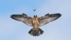 Соколенок гонится за бабочкой