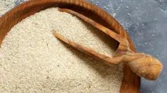 Graines de fonio crues non cuites avec un fond gris de cuillère