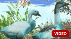 நீர்நிலைகளில் சாயம் கொட்டியதால் நீல நிறமாக மாறிய பறவைகள்