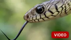 ஒரு பாம்பின் தலைப்பகுதி வாயிலிருந்து நாக்கு நீண்டிருக்கும் காட்சி 