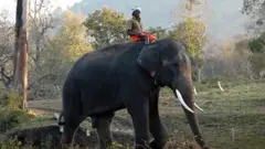 எலிபெண்ட் விஸ்பரர்ஸ் தம்பதி இப்போது என்ன செய்கின்றனர்?